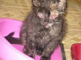 gato infección menor de la piel debajo del ojo